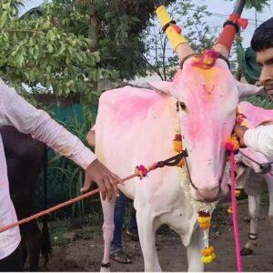 तारदाळ येथे कर्नाटकी बेंदूर उत्साहात; सजवलेल्या बैलजोड्यांची समर्थनगर परिसरात दिमाखदार मिरवणूक